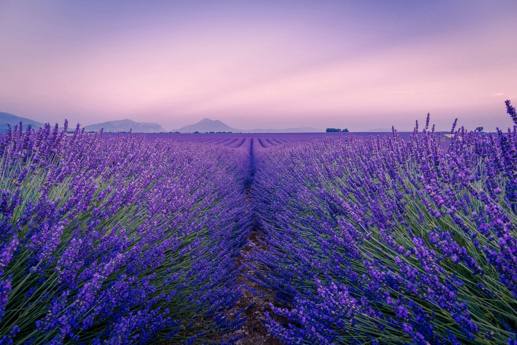 Lavender Season In Provence