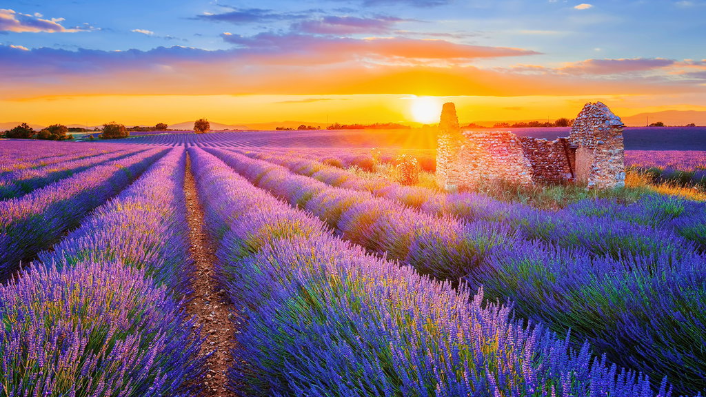 Lavender Season In Provence 1