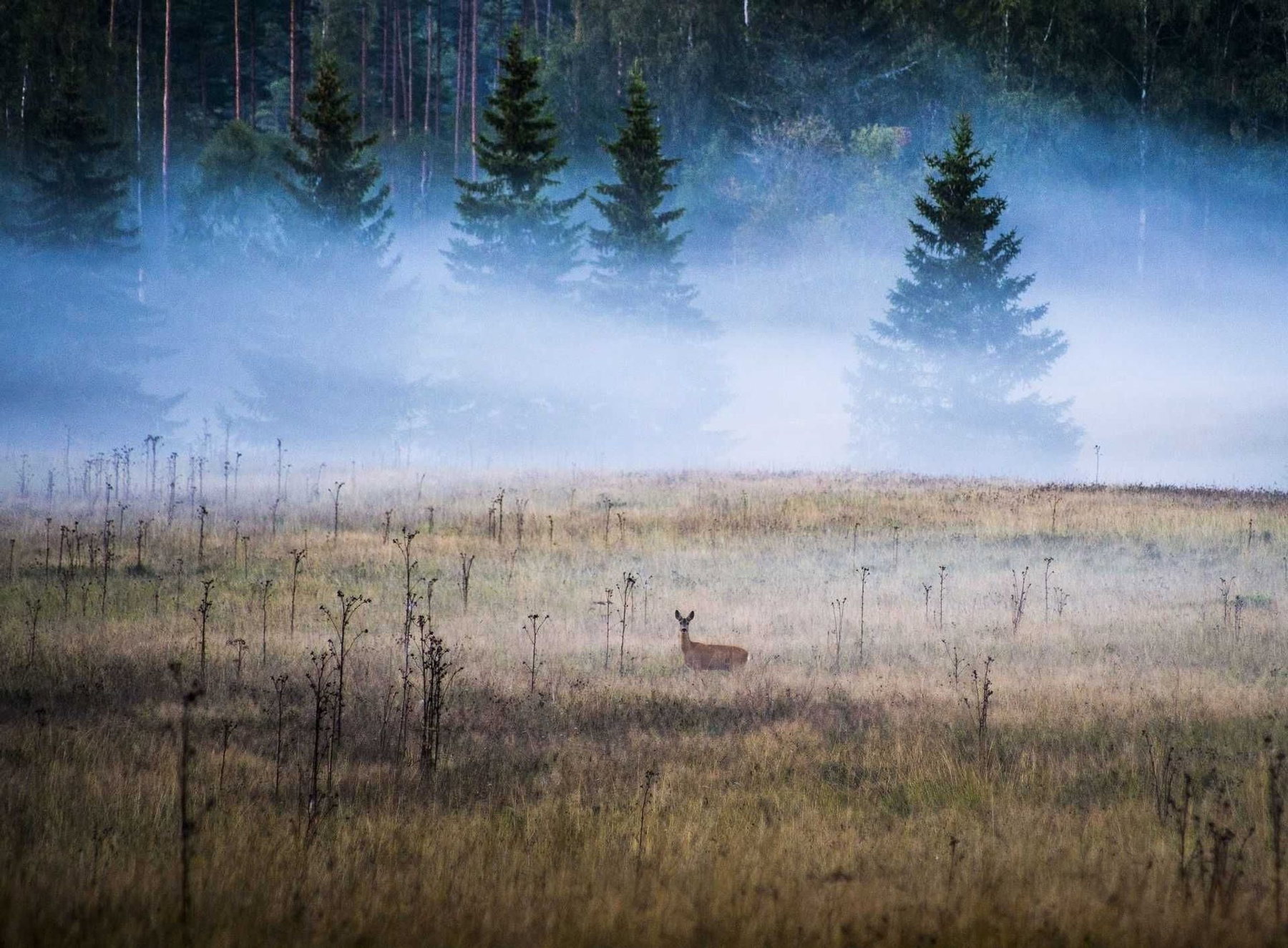 Voyage Aller-Retour Au Sud De La Suède