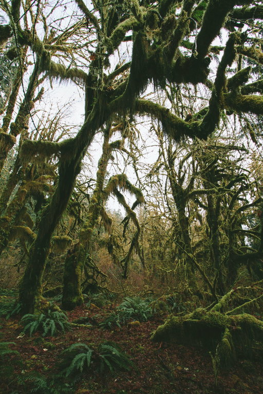 Olympic Peninsula Rundreise 2