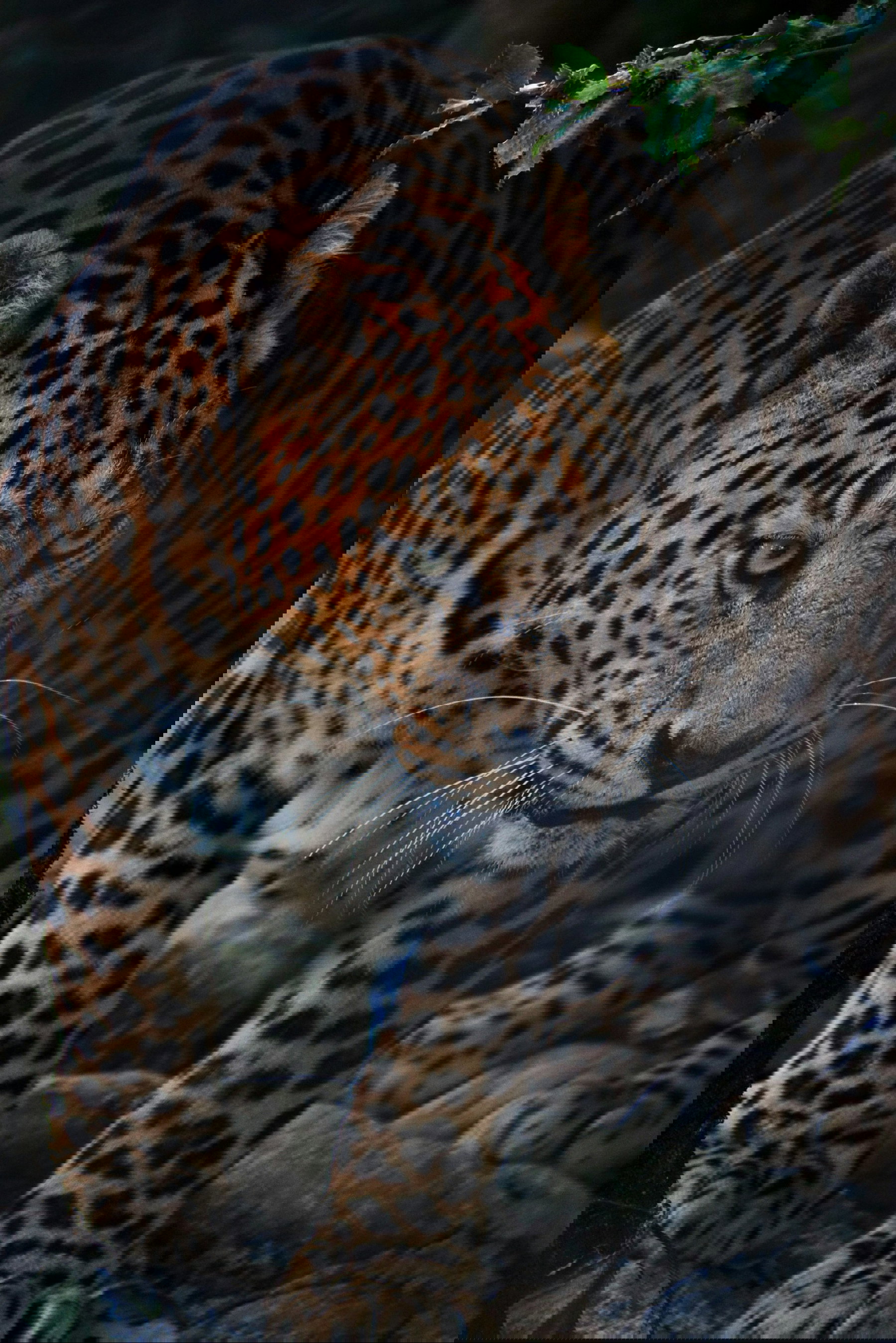 Corbett-Nationalpark