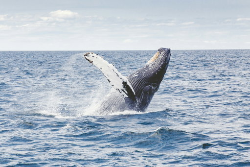 Cape Cod 4