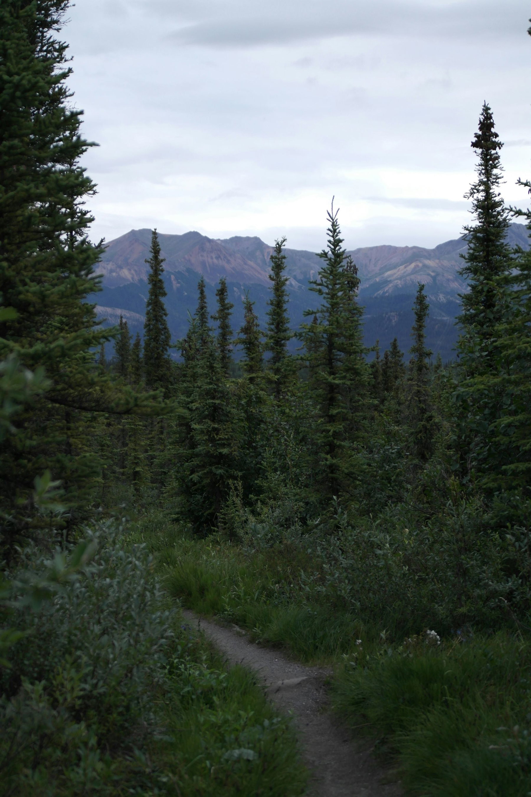 Denali National Park