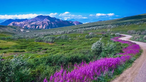 Denali National Park 2