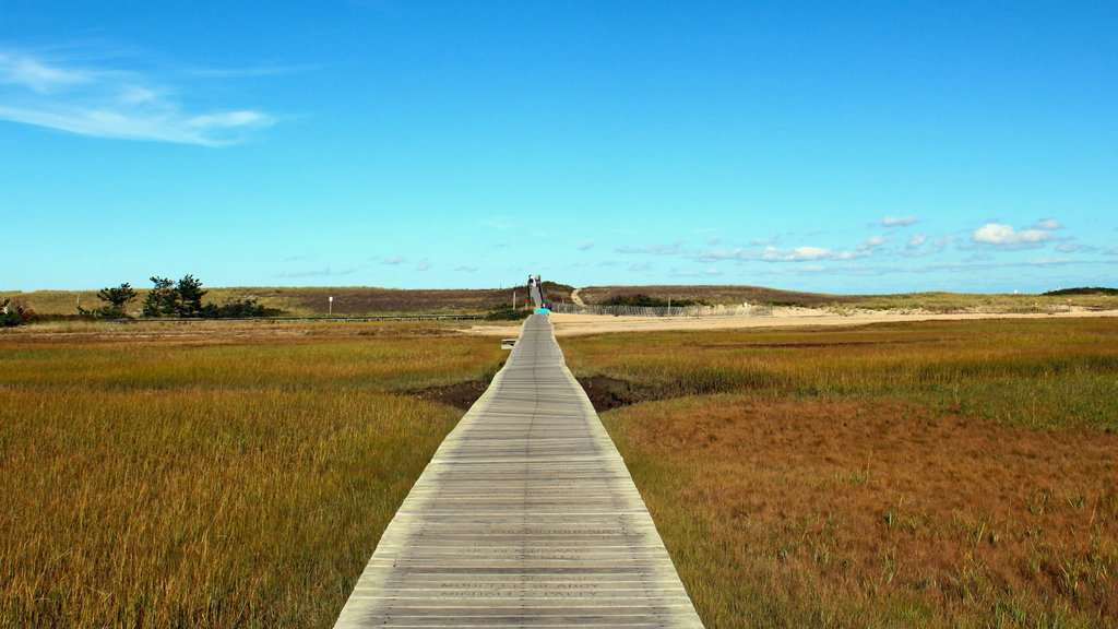 Route 6, Cape Cod 1