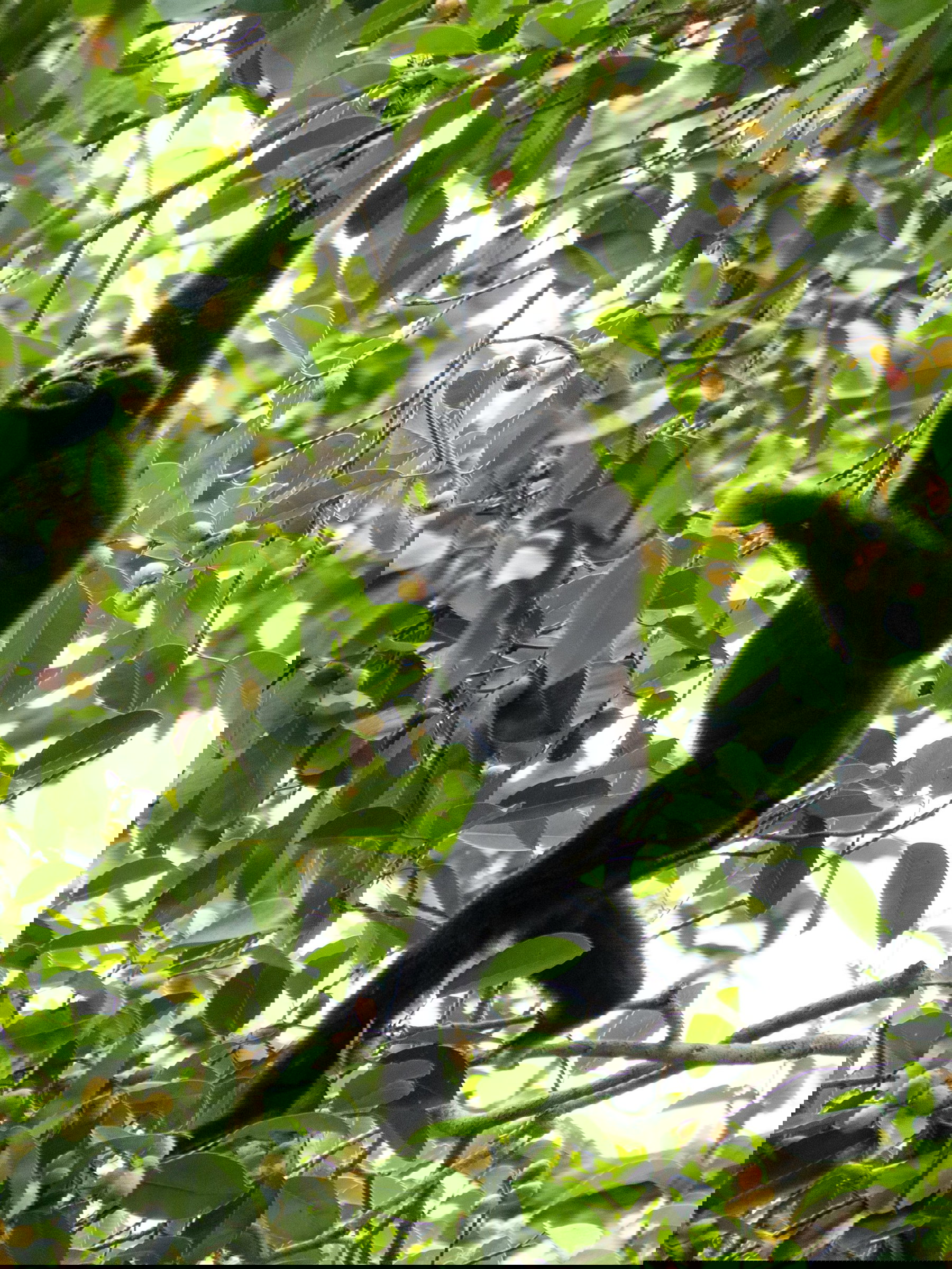 Khao Yai National Park