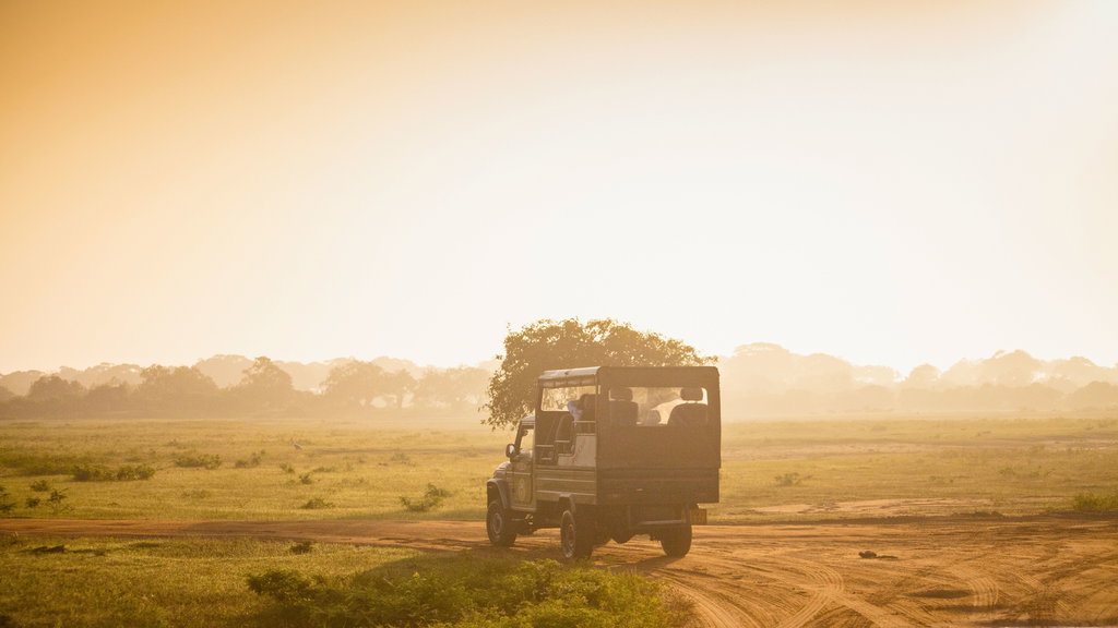 Yala National Park 1