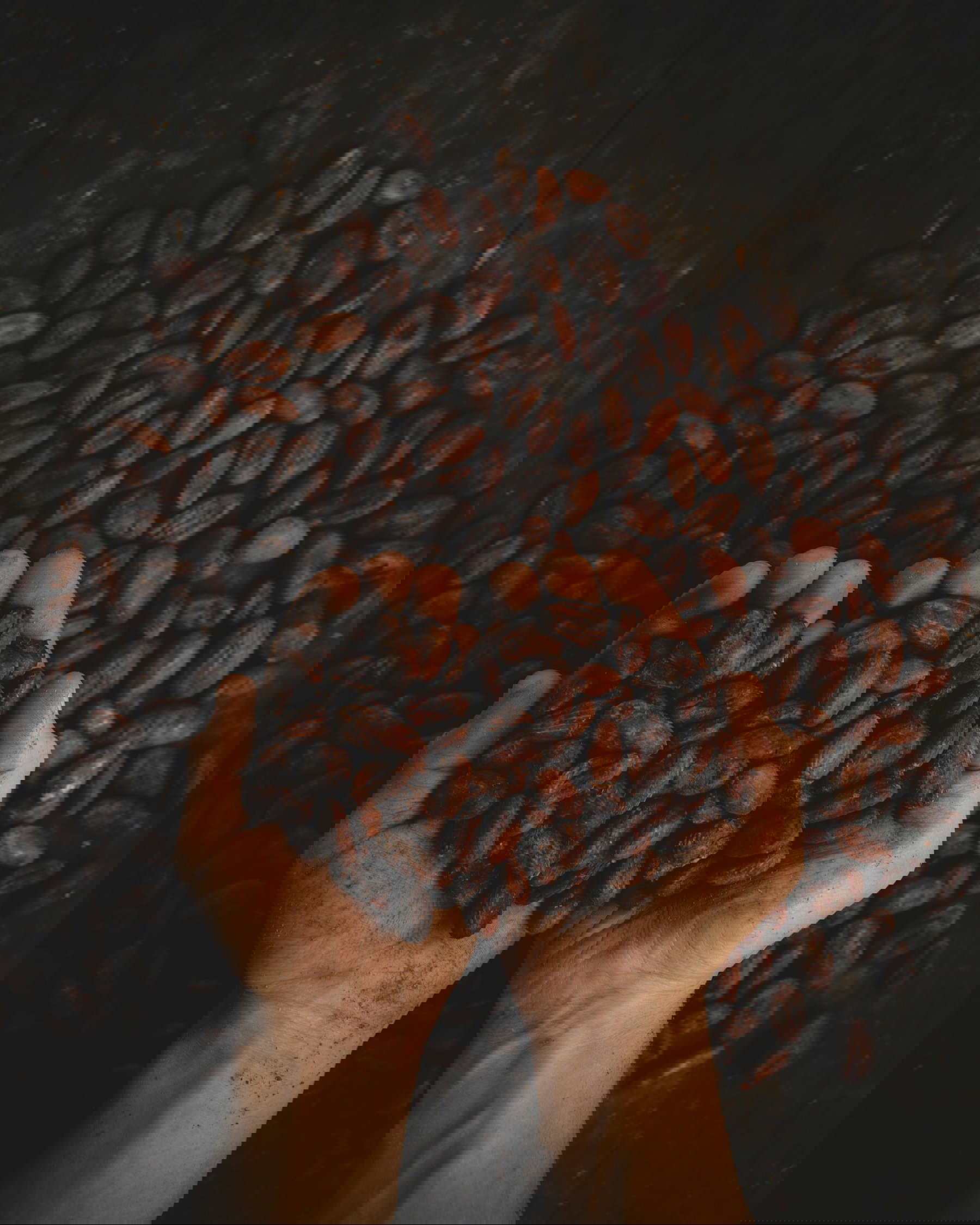 The Coffee Triangle (Eje Cafetero) 🇨🇴 ☕ 