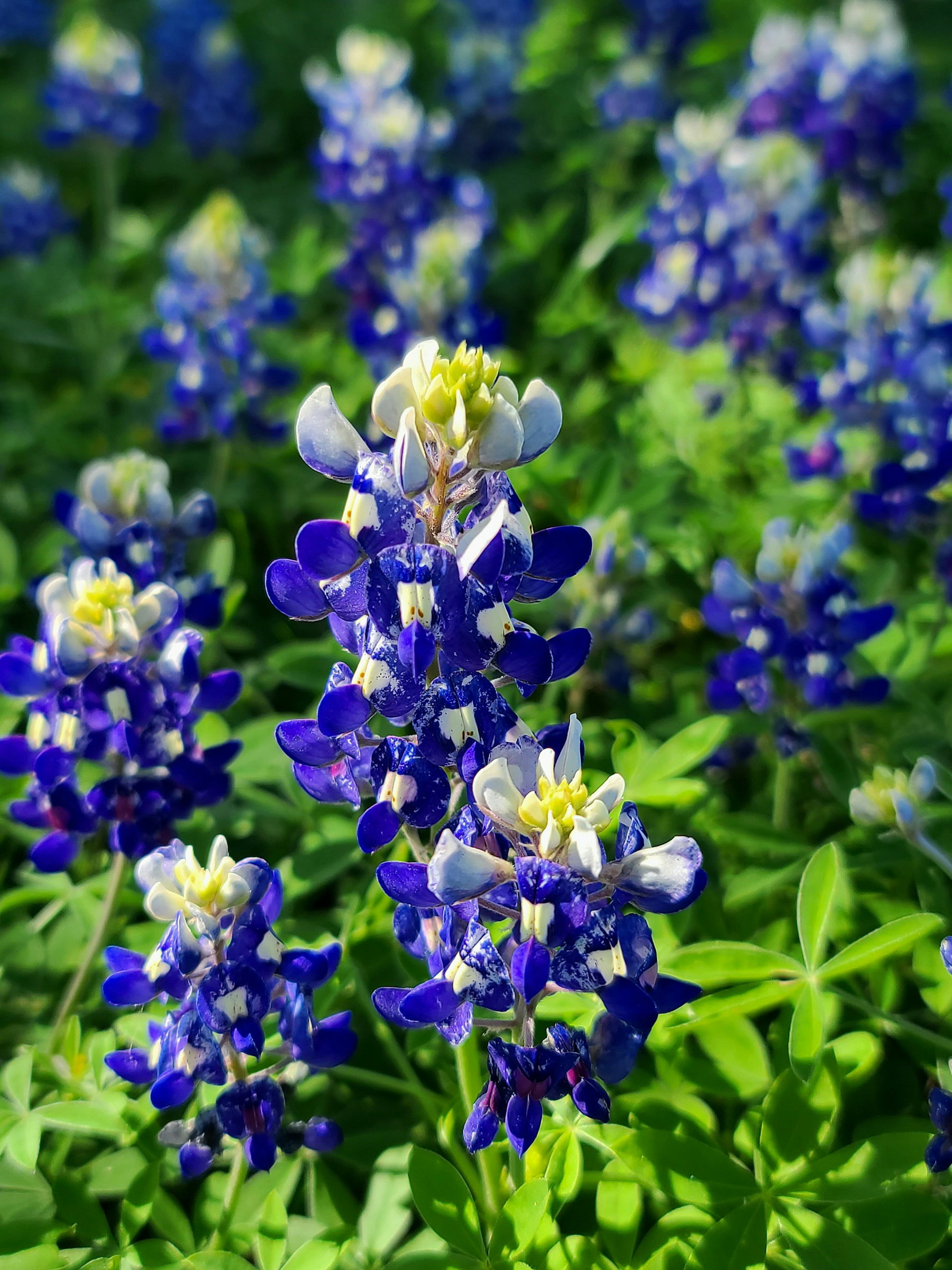 Texas Hill Country Bluebonnet Tour