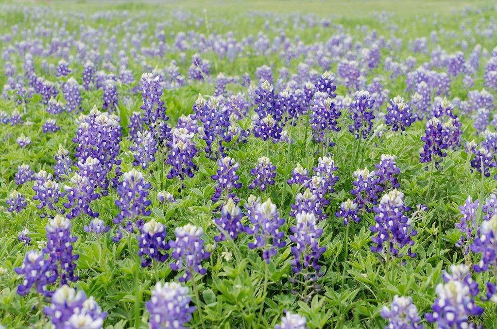 Texas Hill Country Bluebonnet Tour 1