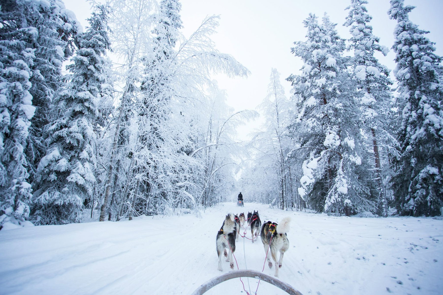 Lapland In Winter